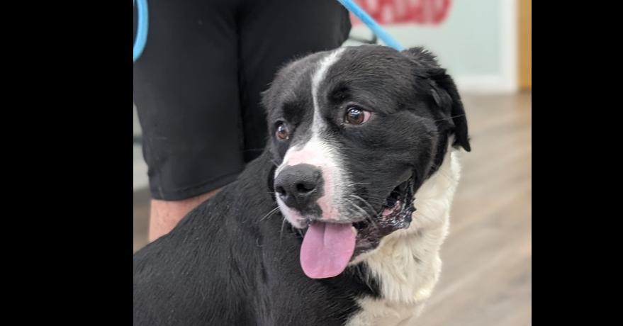 7692 Tucker, Adoptable, Young Male Labrador Retriever & Saint Bernard.