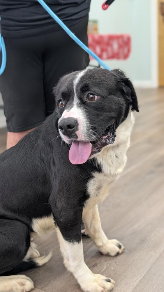 Enlarge 7692 Tucker, a Adoptable mixed breed in Hartwell, GA image 2/6