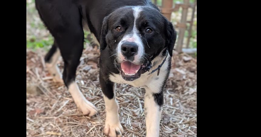 Enlarge 7692 Tucker, a Adoptable mixed breed in Hartwell, GA image 3/6