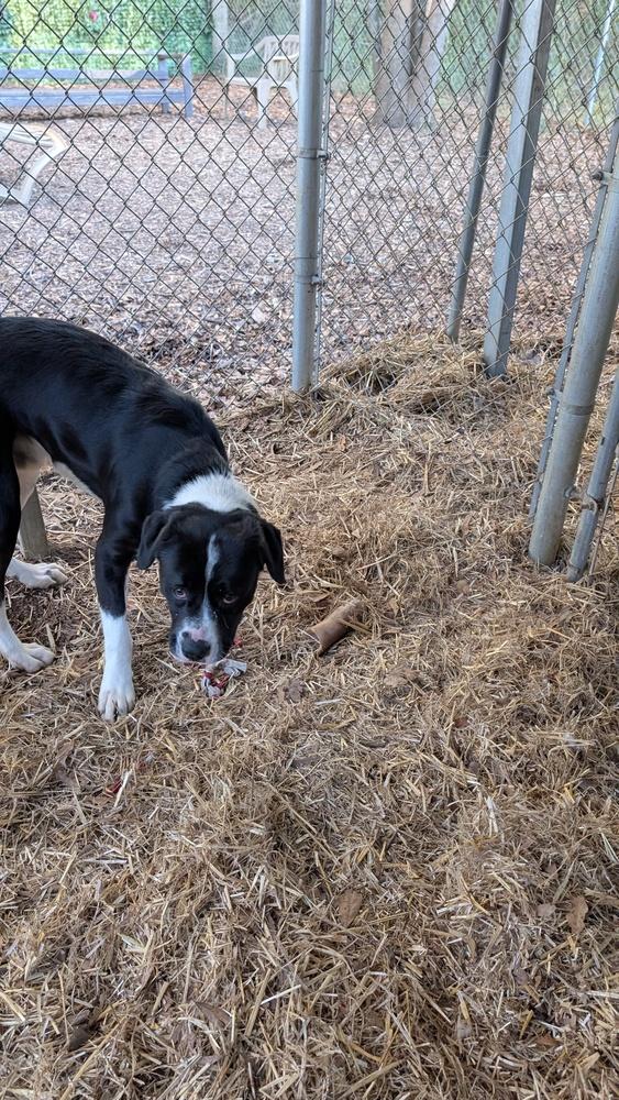 Enlarge 7692 Tucker, a Adoptable mixed breed in Hartwell, GA image 4/6