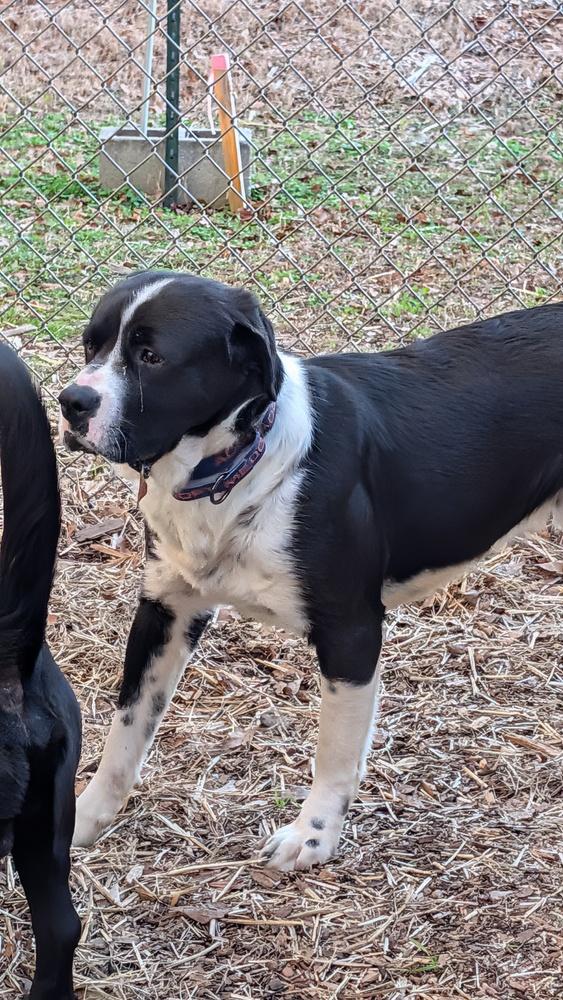 Enlarge 7692 Tucker, a Adoptable mixed breed in Hartwell, GA image 5/6