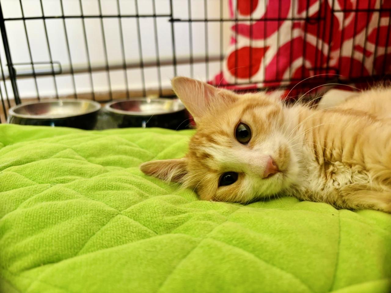 Narjes, the Brilliant Flower, a Adopted mixed breed in Somerset, NJ image 2/6