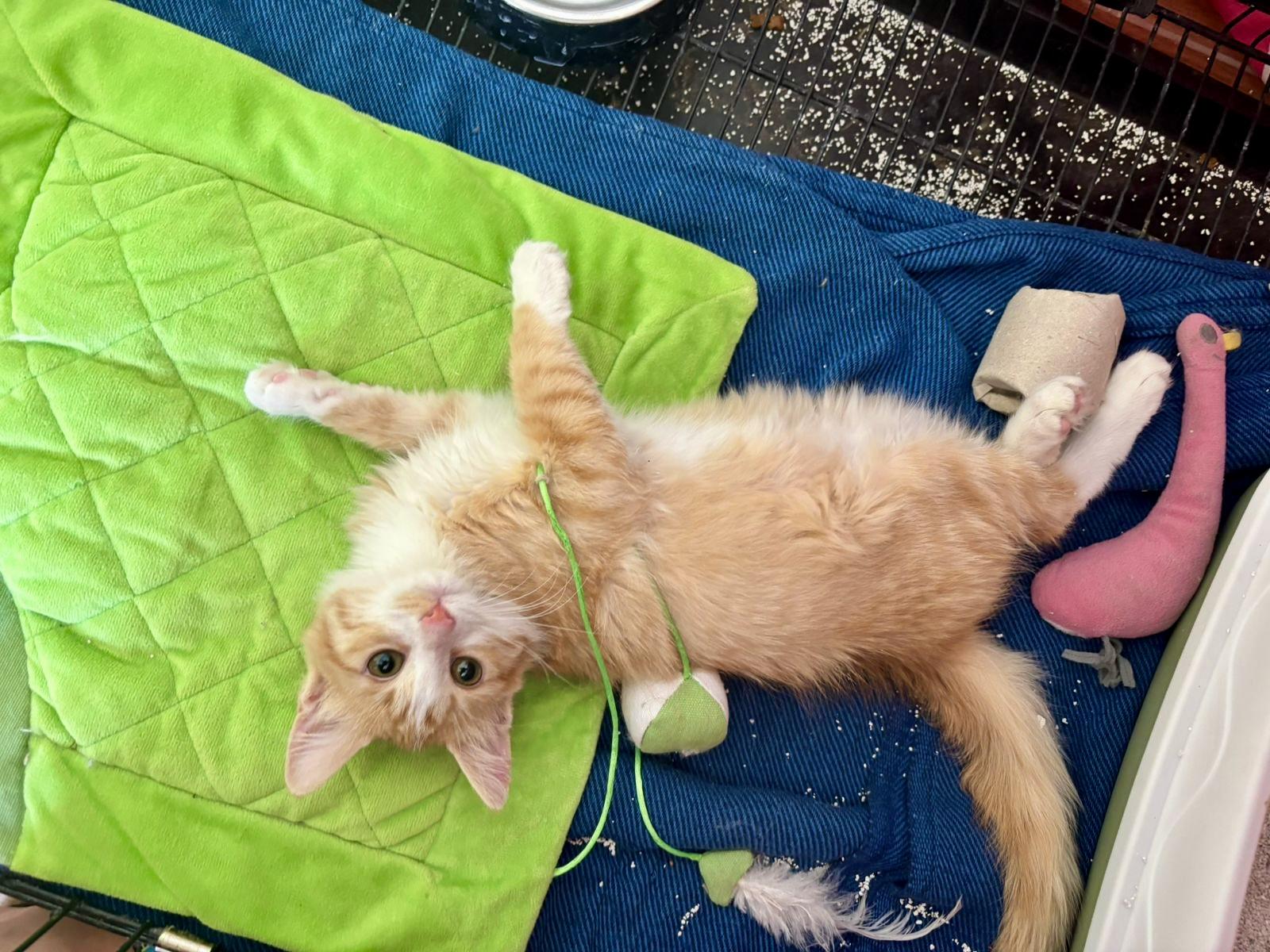 Narjes, the Brilliant Flower, Adopted, Kitten Female Domestic Long Hair.