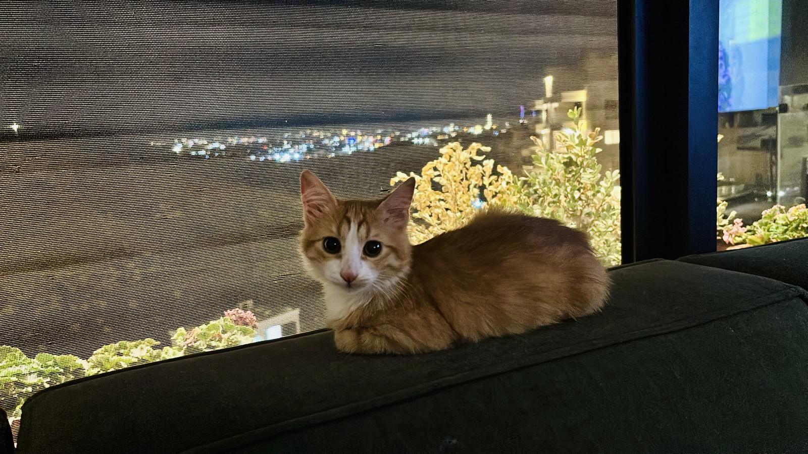 Narjes, the Brilliant Flower, a Adopted mixed breed in Somerset, NJ image 3/6