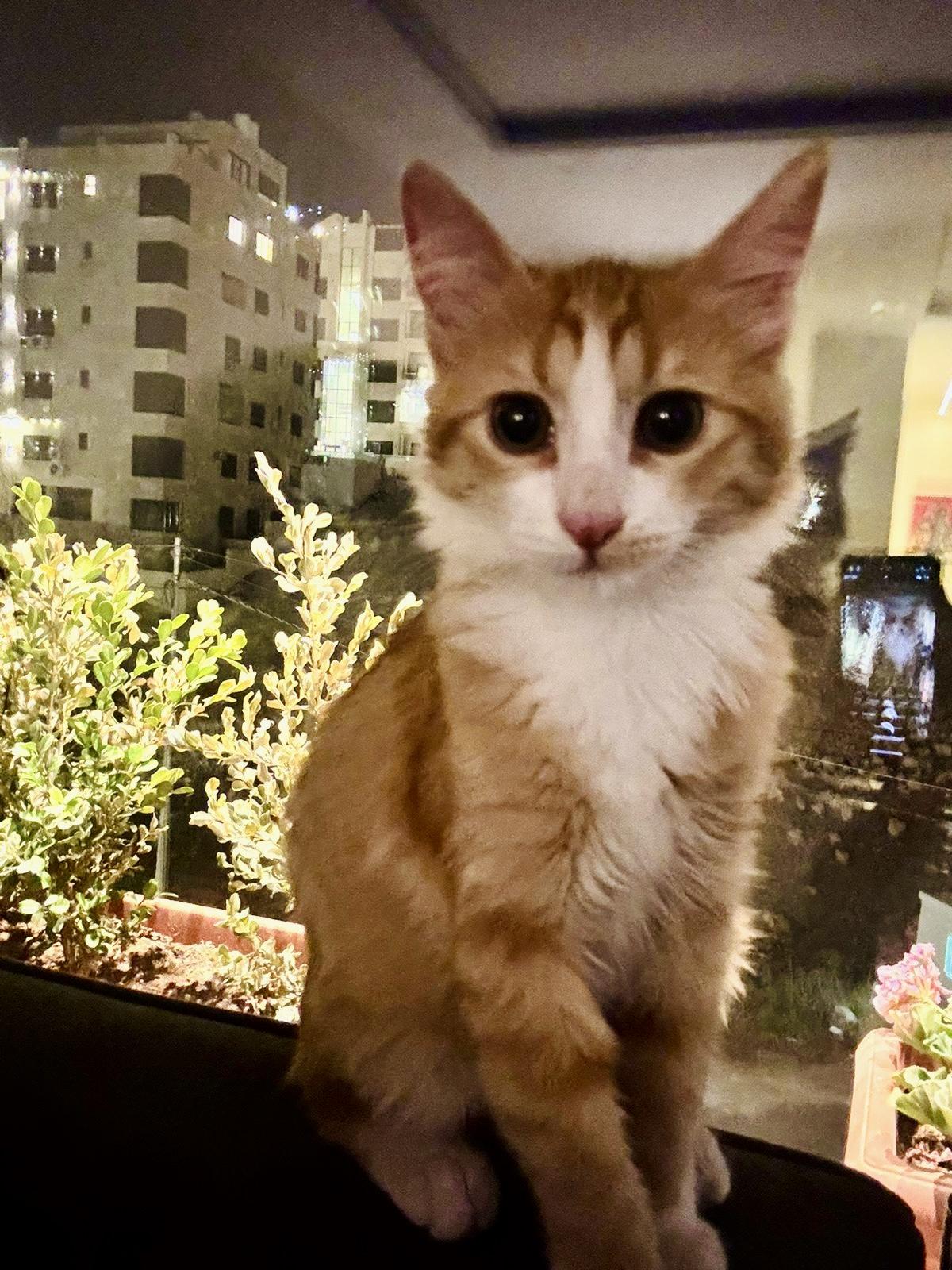 Narjes, the Brilliant Flower, a Adopted mixed breed in Somerset, NJ image 4/6