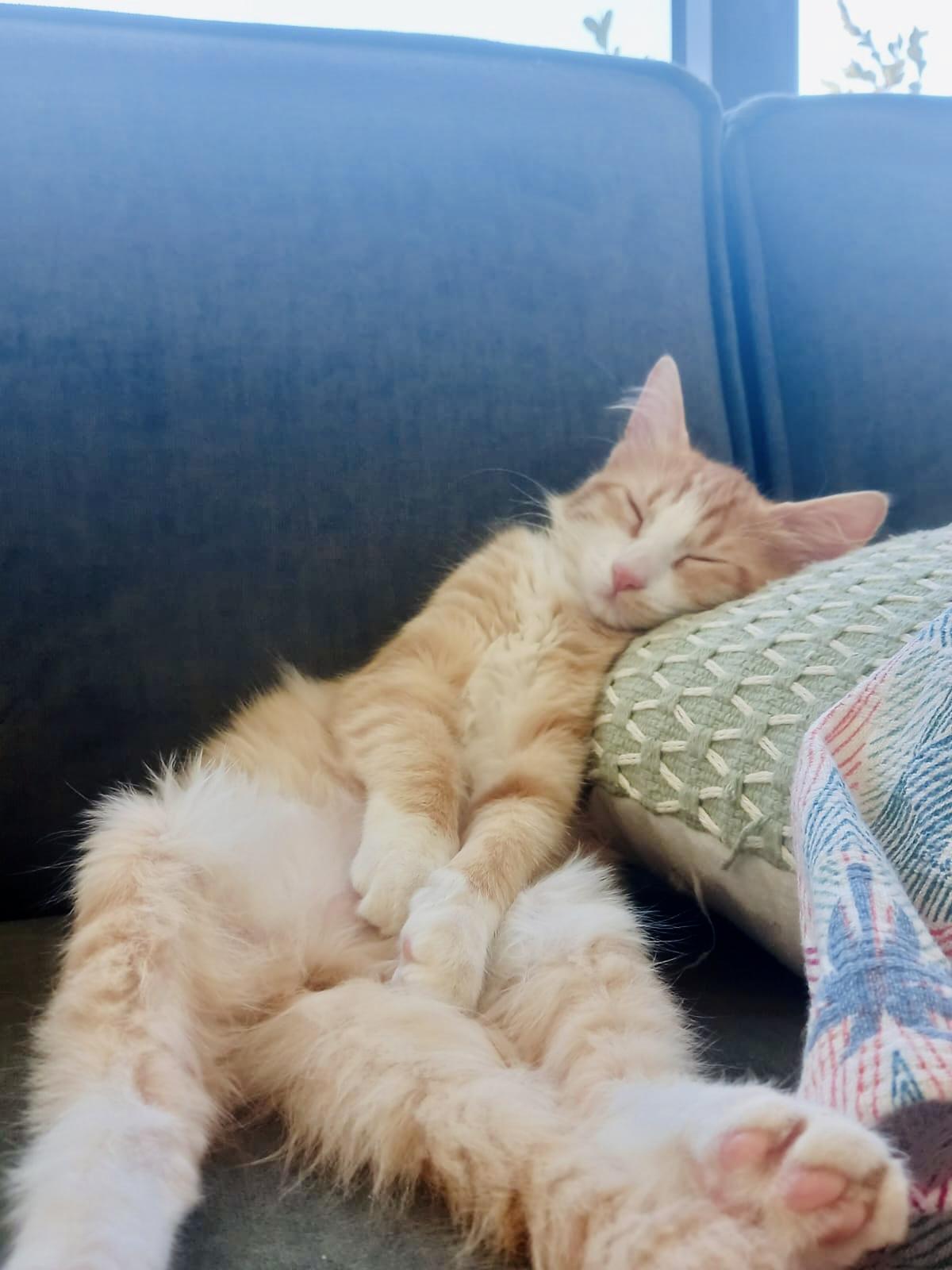 Narjes, the Brilliant Flower, a Adopted mixed breed in Somerset, NJ image 5/6