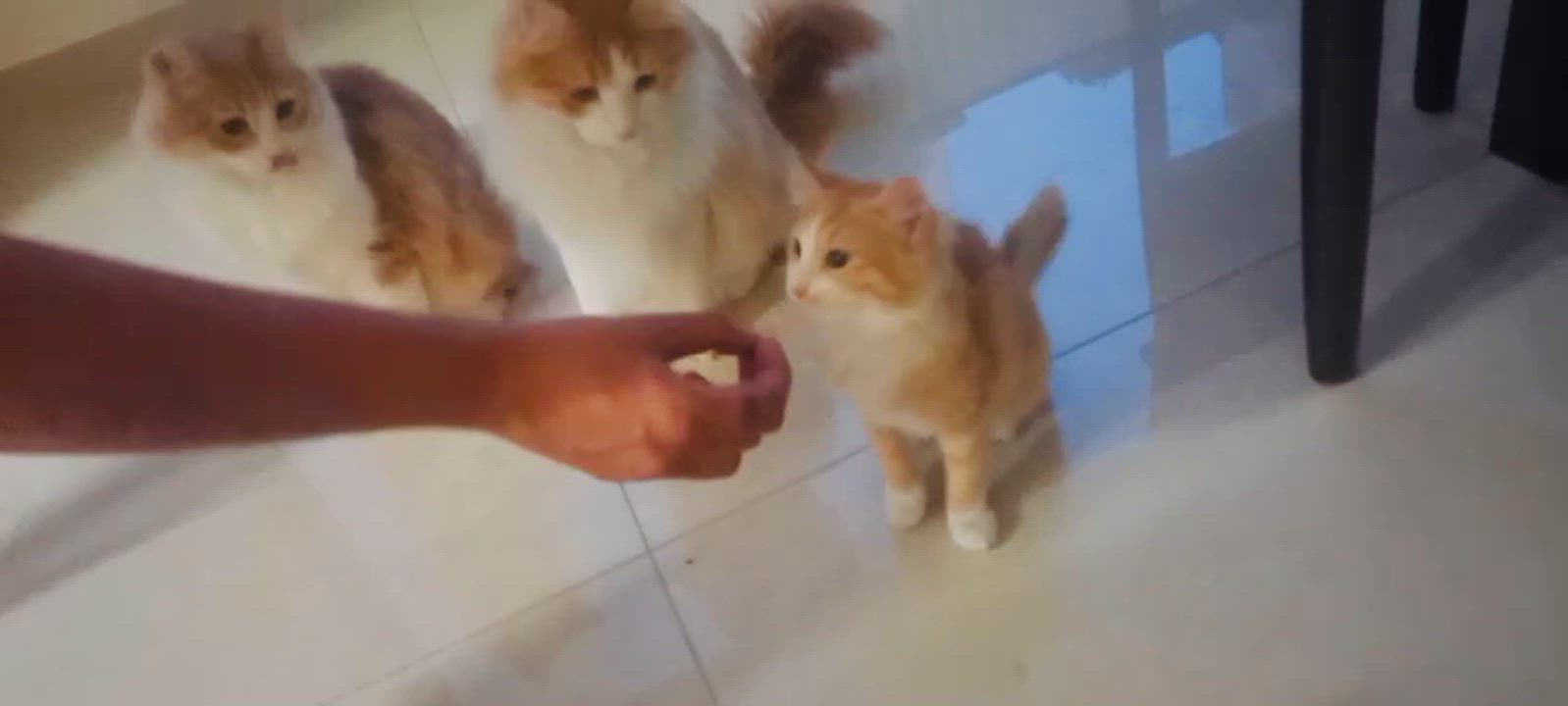 Enlarge Narjes, the Brilliant Flower, a Adopted mixed breed in Somerset, NJ video 6/6