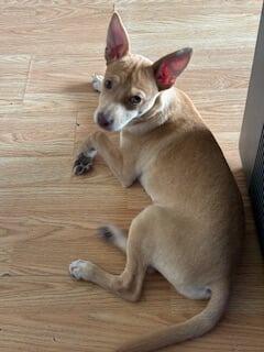 Lulu, Adoptable, Young Female Chihuahua.