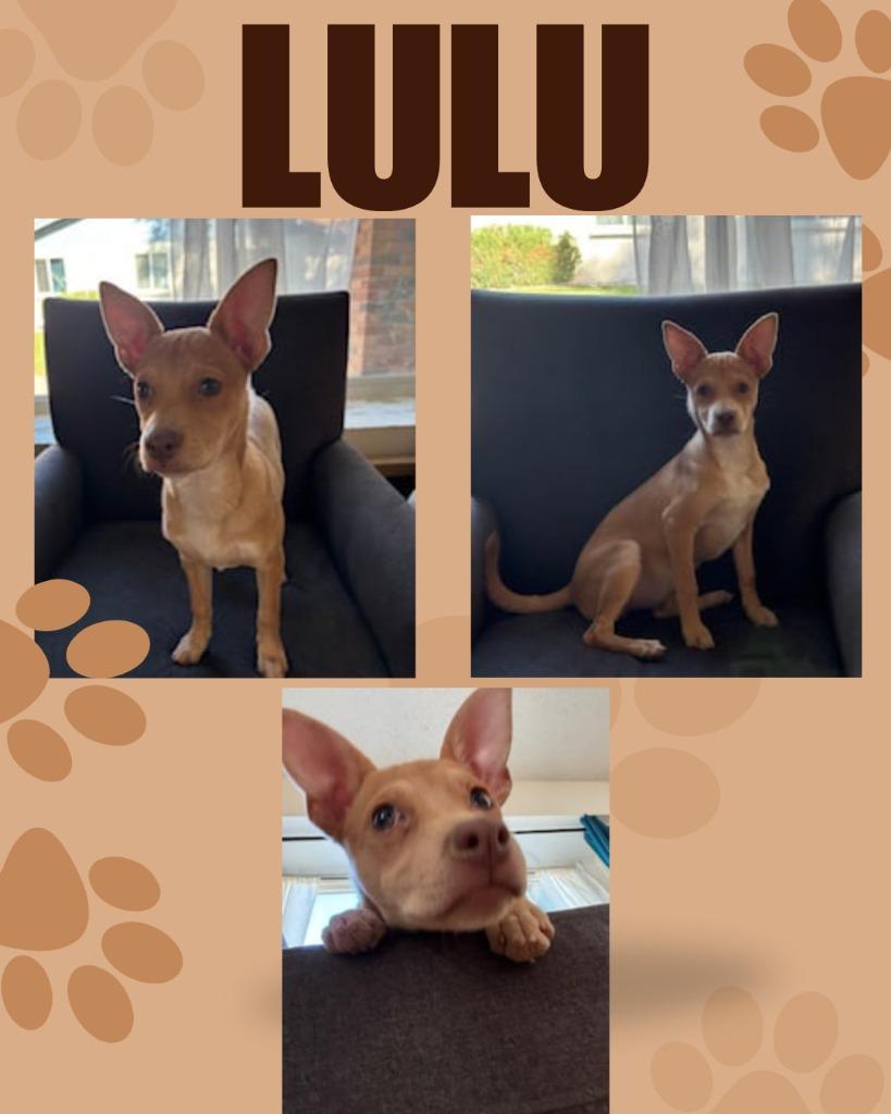 Enlarge Lulu, a Adoptable mixed breed in Mesa, AZ image 2/6