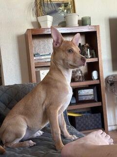 Enlarge Lulu, a Adoptable mixed breed in Mesa, AZ image 3/6