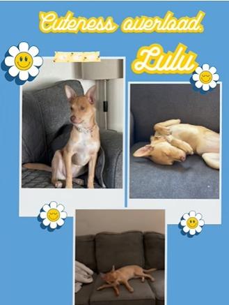 Enlarge Lulu, a Adoptable mixed breed in Mesa, AZ image 5/6