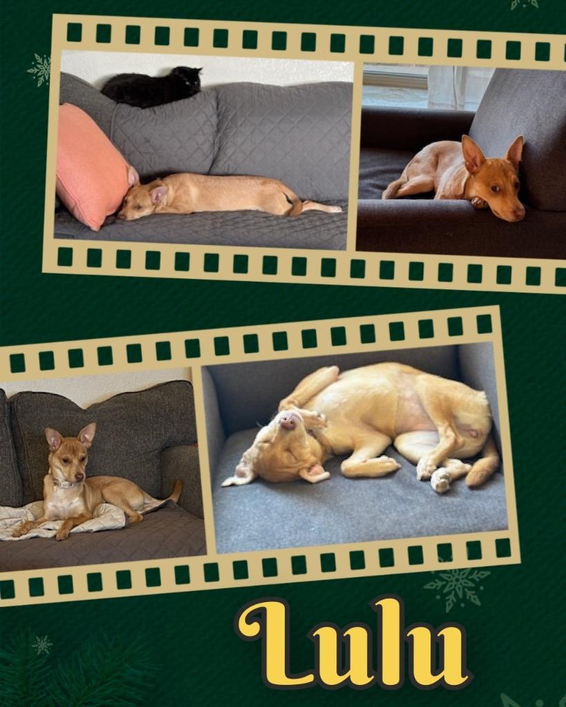 Enlarge Lulu, a Adoptable mixed breed in Mesa, AZ image 6/6