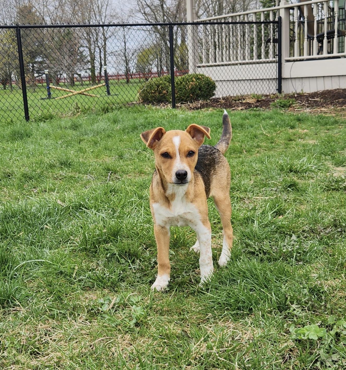Enlarge Simone , an adoptable mixed breed in Oswego, IL image 4/6