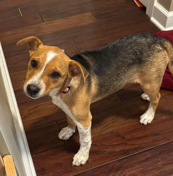 Enlarge Simone , an adoptable mixed breed in Oswego, IL image 6/6