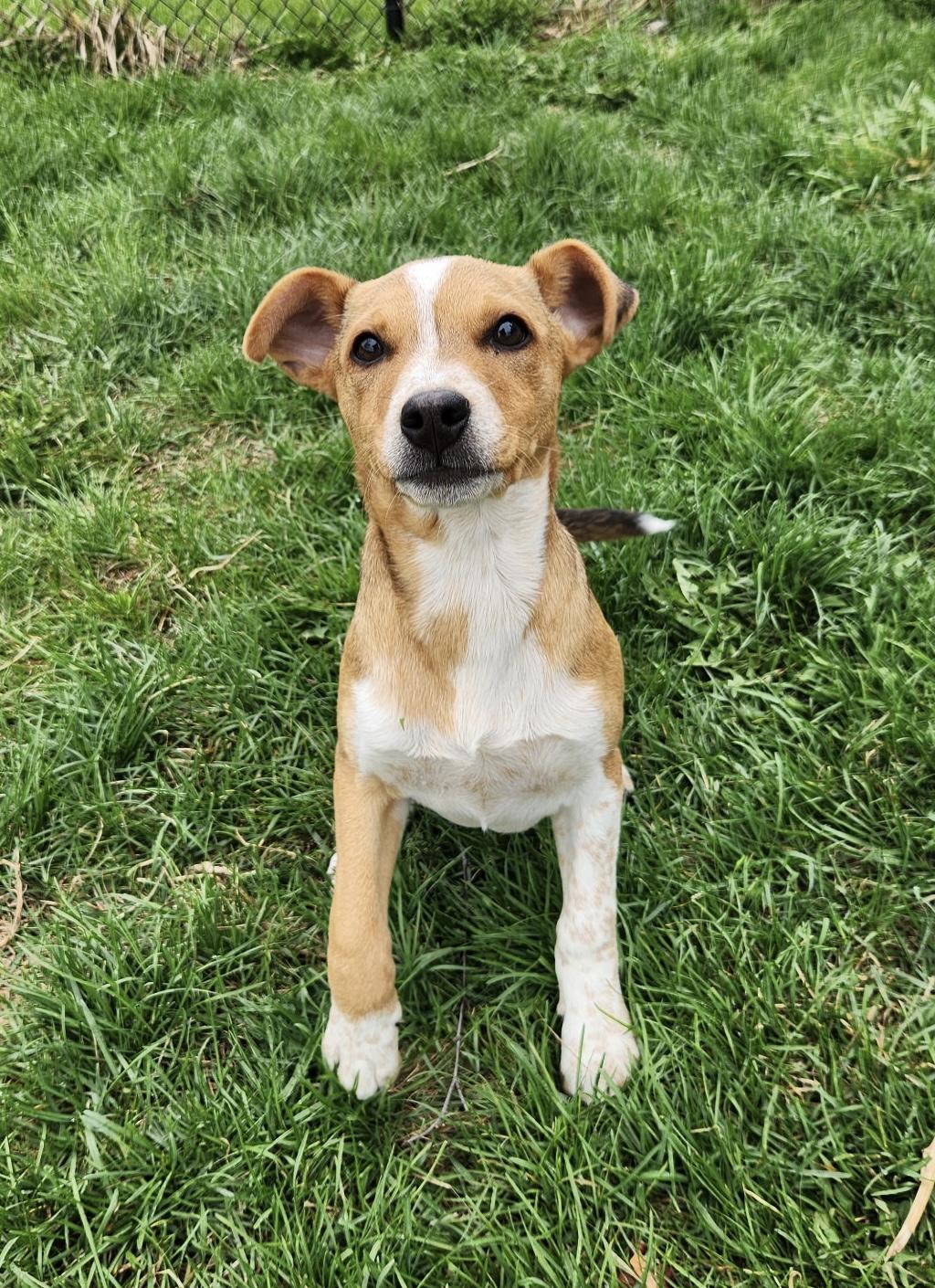 Enlarge Simone , an adoptable mixed breed in Oswego, IL image 3/6