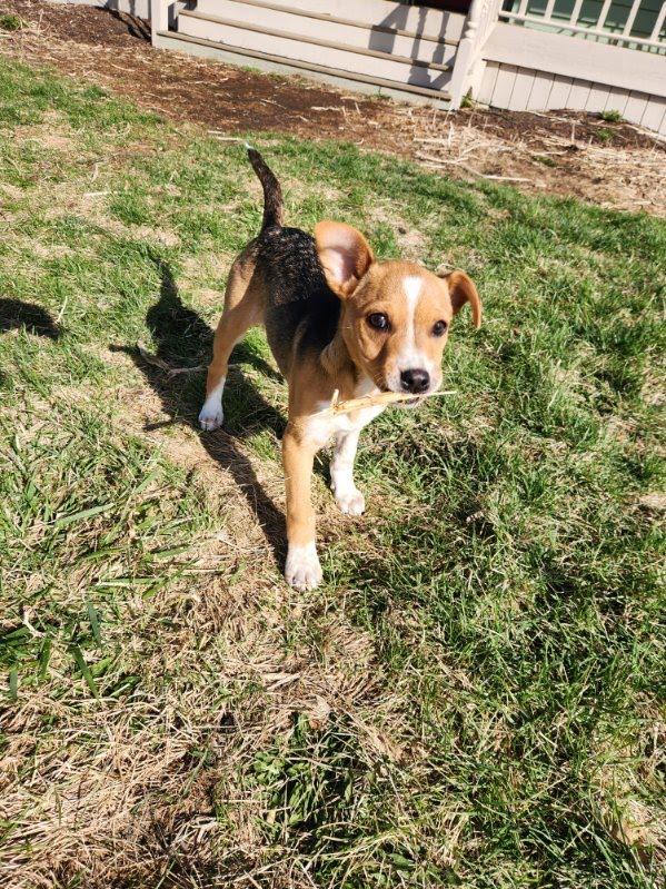 Enlarge Simone , an adoptable mixed breed in Oswego, IL image 5/6