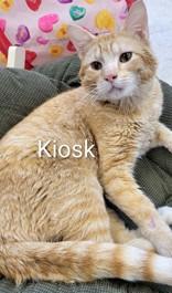 Kiosk, ADOPTABLE, Adult Male Domestic Short Hair.