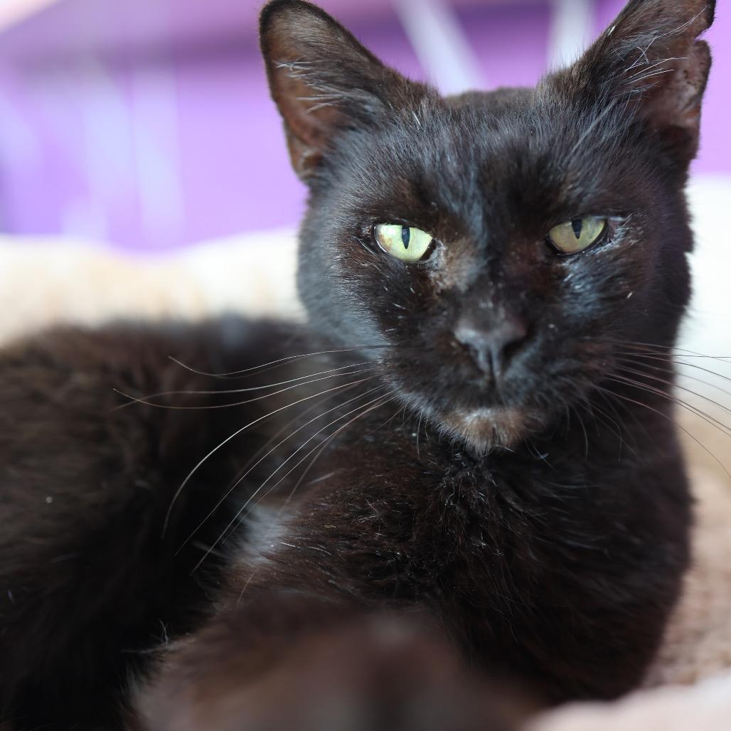 Clyde, Adoptable, Senior Male Domestic Short Hair.
