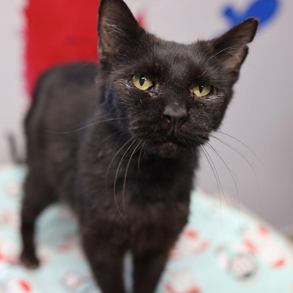 Enlarge Clyde, a Adoptable Domestic Short Hair in Hamburg, NY image 2/5