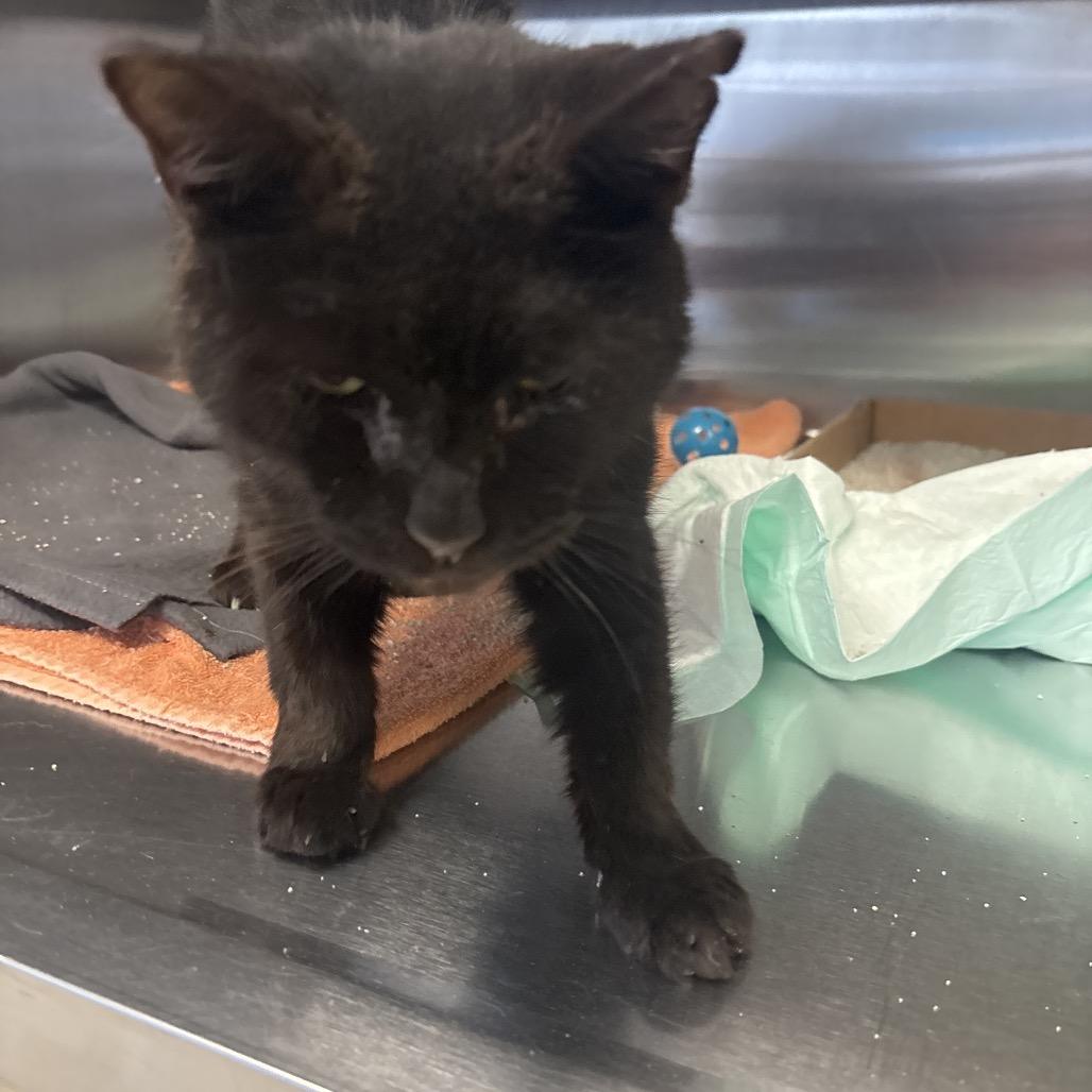 Enlarge Clyde, a Adoptable Domestic Short Hair in Hamburg, NY image 3/5