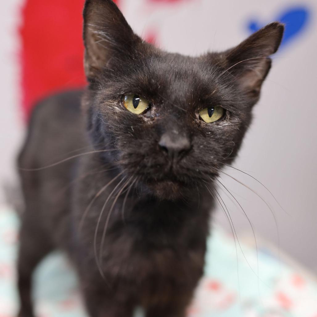 Enlarge Clyde, a Adoptable Domestic Short Hair in Hamburg, NY image 4/5