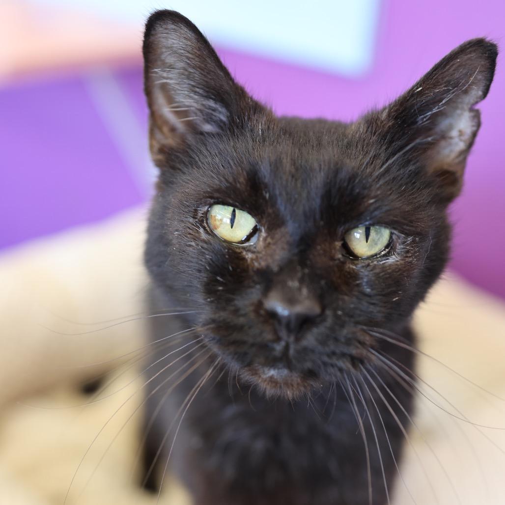 Enlarge Clyde, a Adoptable Domestic Short Hair in Hamburg, NY image 5/5