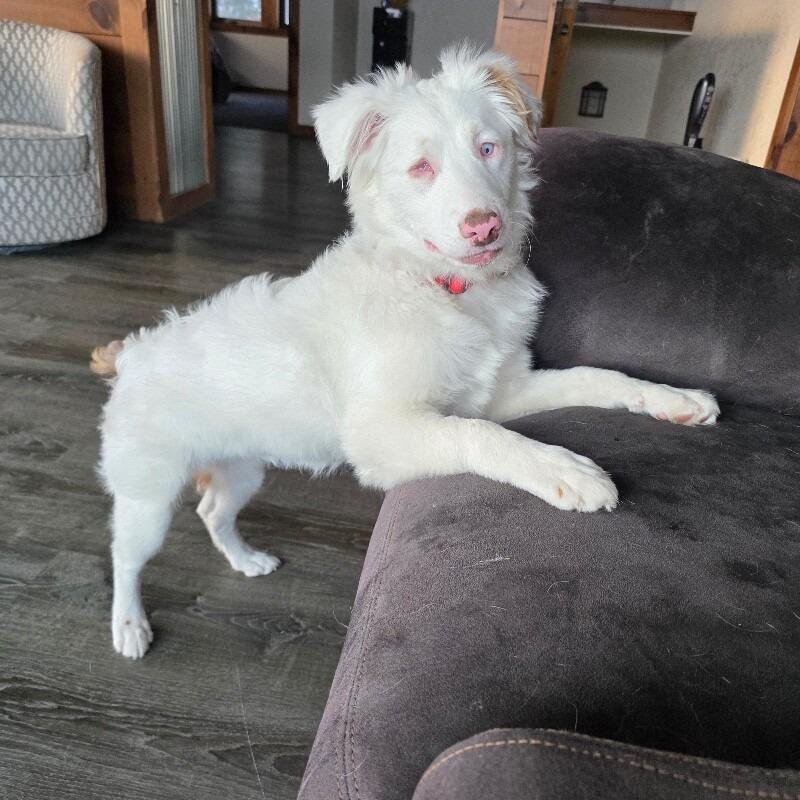 Enlarge Nettie, a Adoptable mixed breed in Alma, WI image 1/6