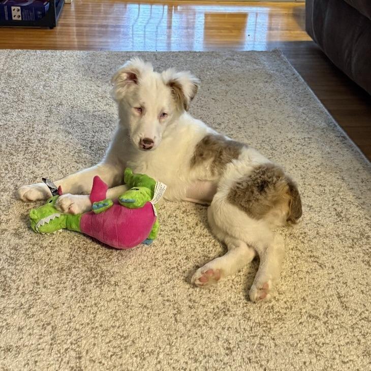 Enlarge Nettie, a Adoptable mixed breed in Alma, WI image 2/6