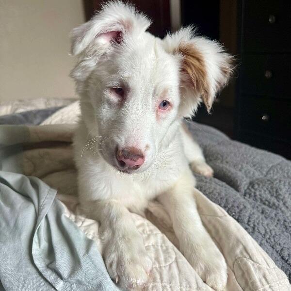 Enlarge Nettie, a Adoptable mixed breed in Alma, WI image 3/6