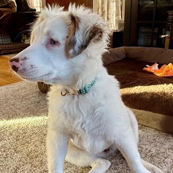 Enlarge Nettie, a Adoptable mixed breed in Alma, WI image 4/6