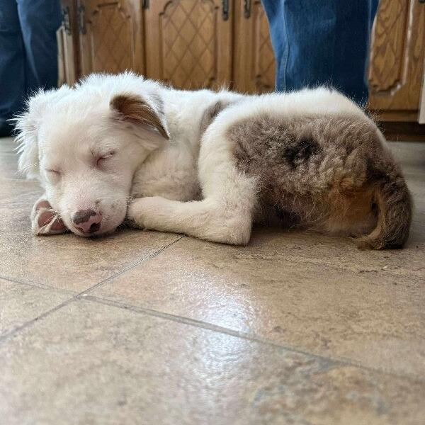 Enlarge Nettie, a Adoptable mixed breed in Alma, WI image 5/6