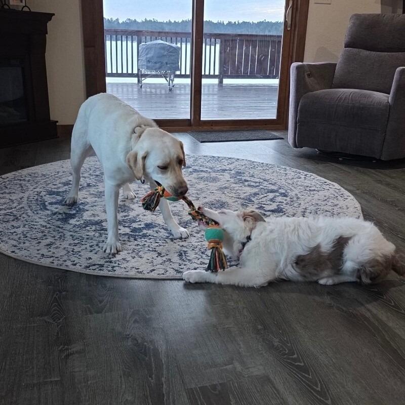 Enlarge Nettie, a Adoptable mixed breed in Alma, WI image 6/6