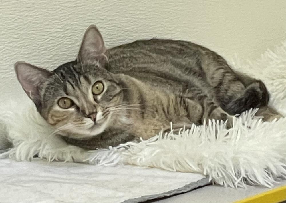 Janie (shy), Adoptable, Kitten Female Domestic Short Hair.