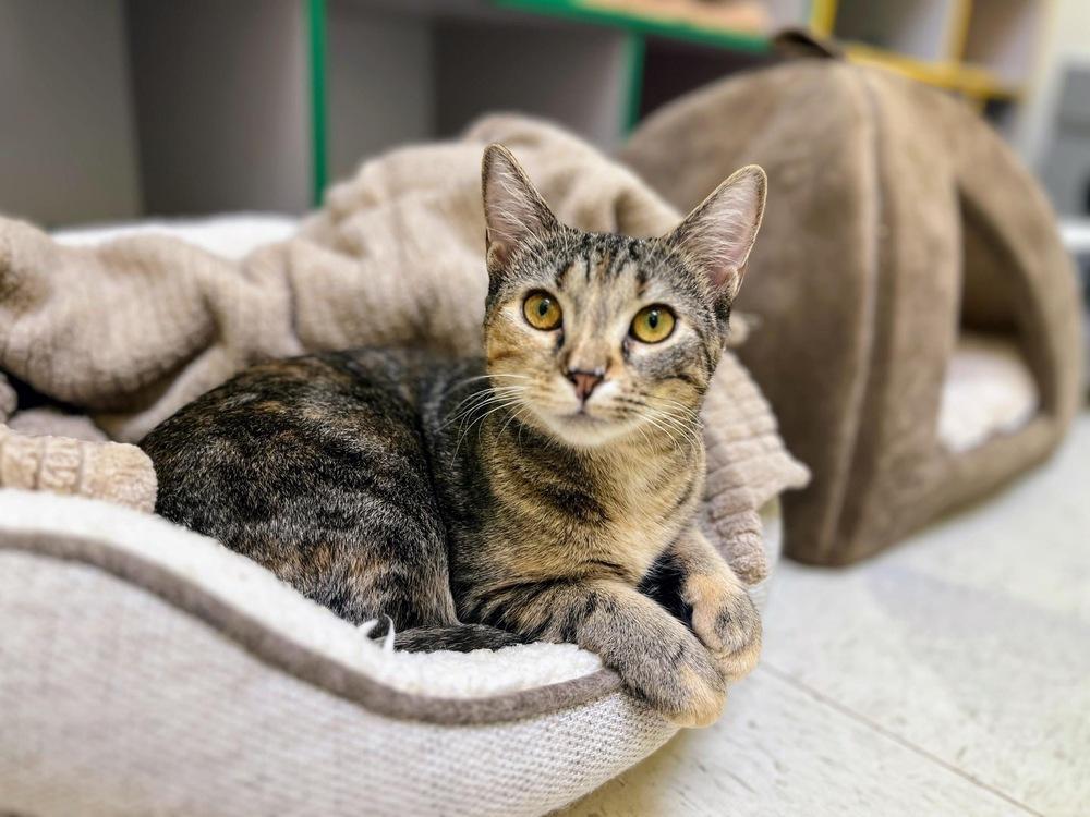 Janie (shy), a Adoptable Domestic Short Hair in Cary, NC image 2/6