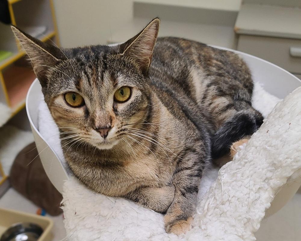 Janie (shy), a Adoptable Domestic Short Hair in Cary, NC image 2/3