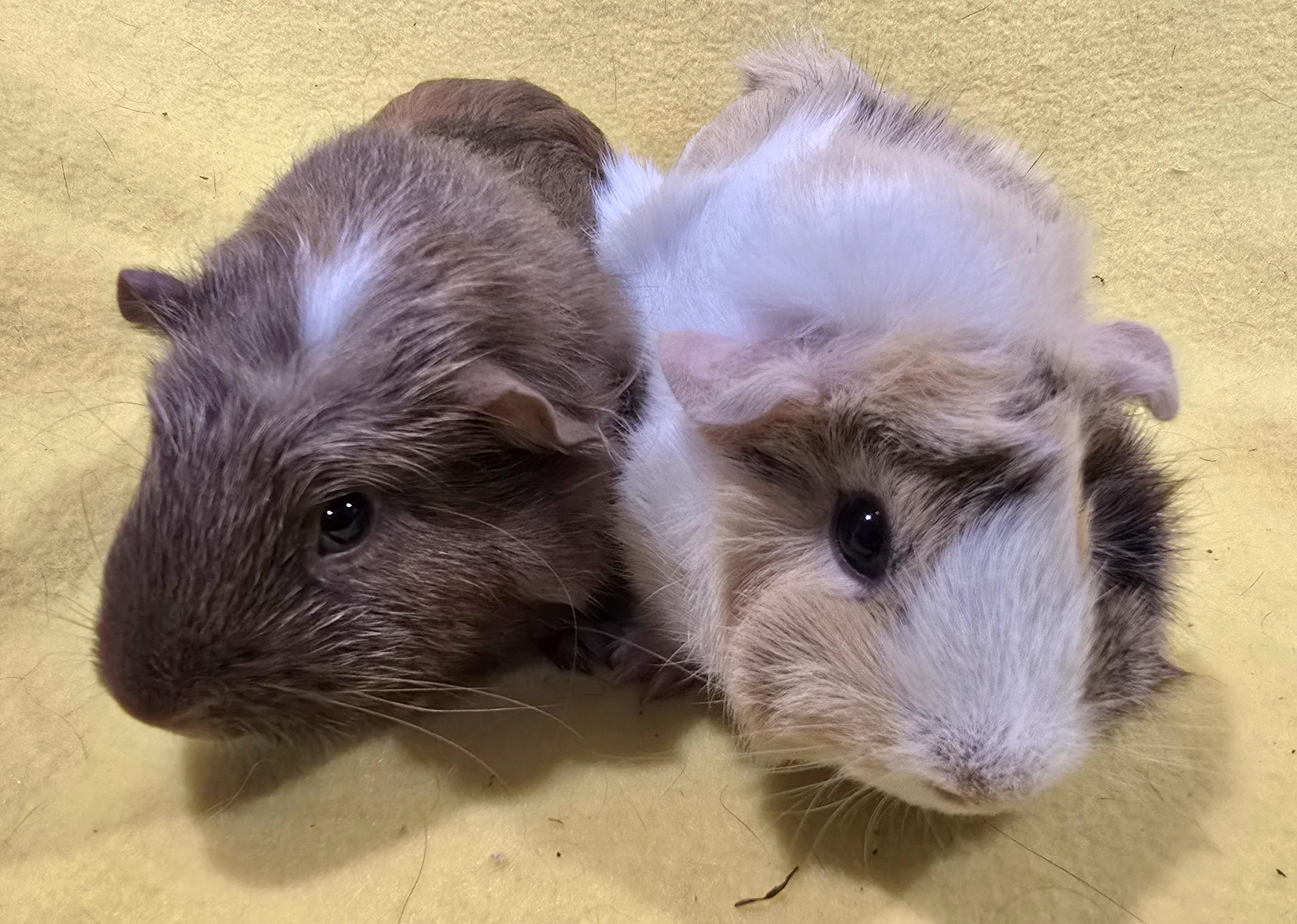 Alice and Margaret, Adoptable, Young Female Guinea Pig.