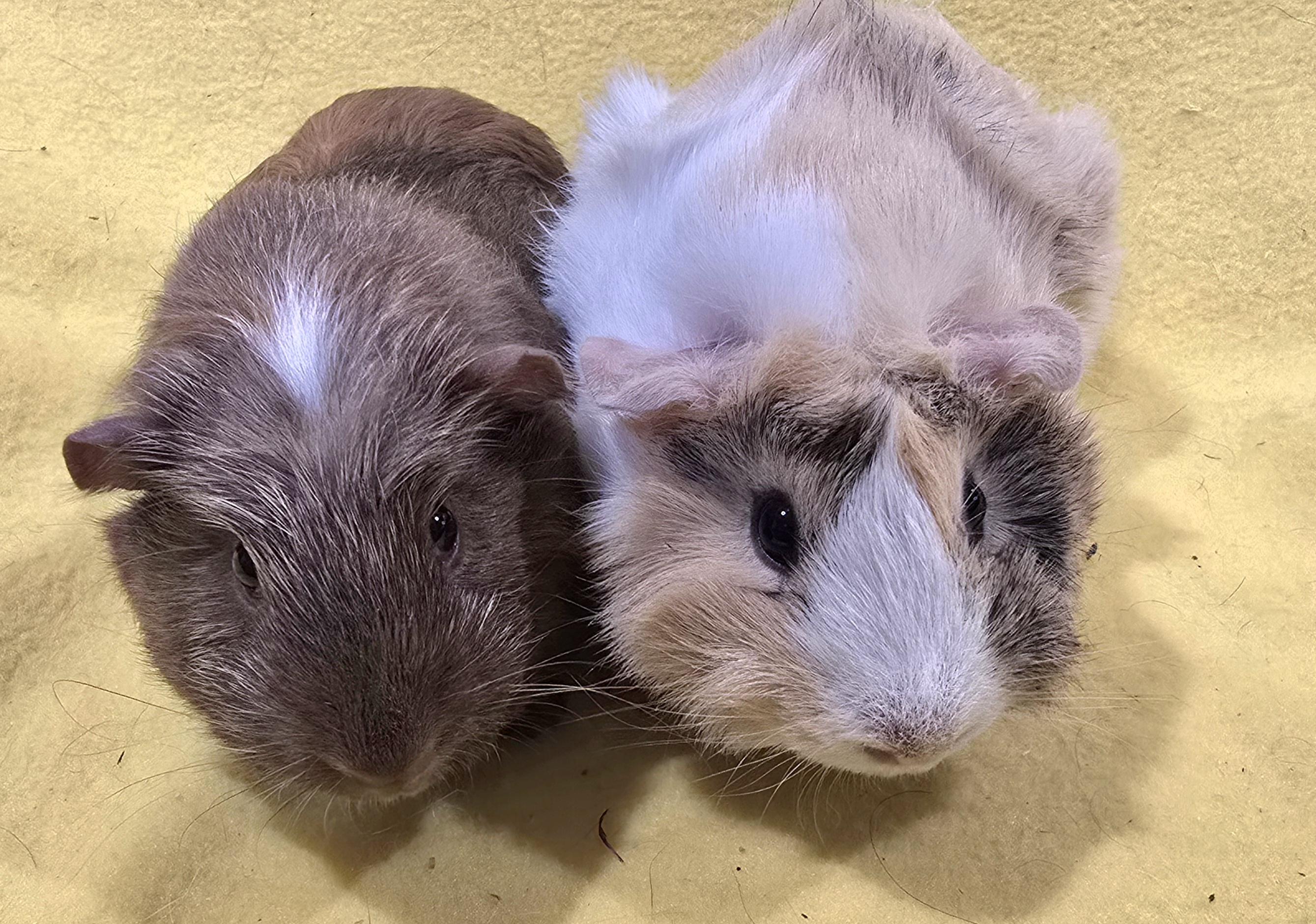 Enlarge Alice and Margaret, a Adoptable Guinea Pig in New Kensington, PA image 3/5
