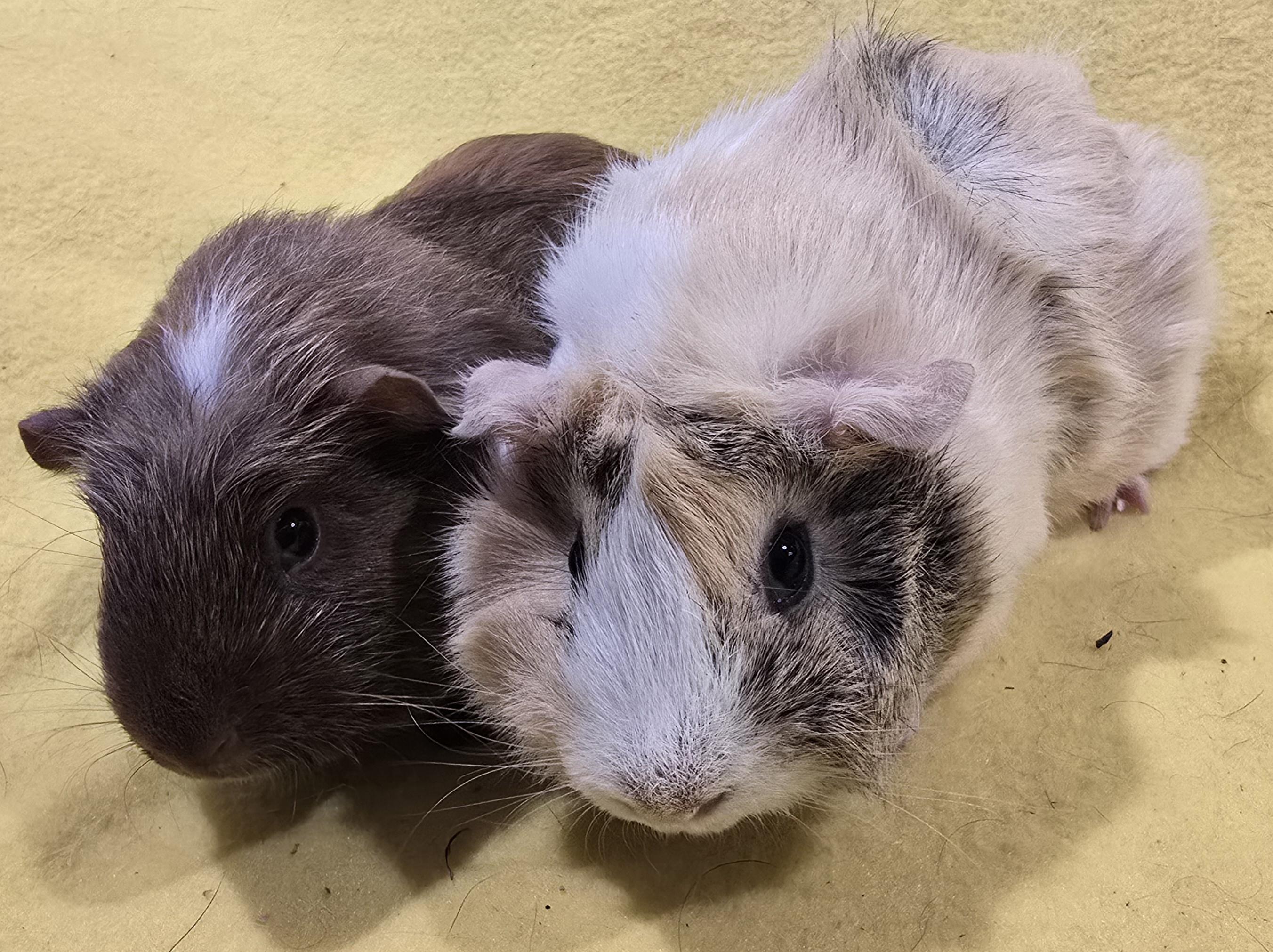 Enlarge Alice and Margaret, a Adoptable Guinea Pig in New Kensington, PA image 4/5