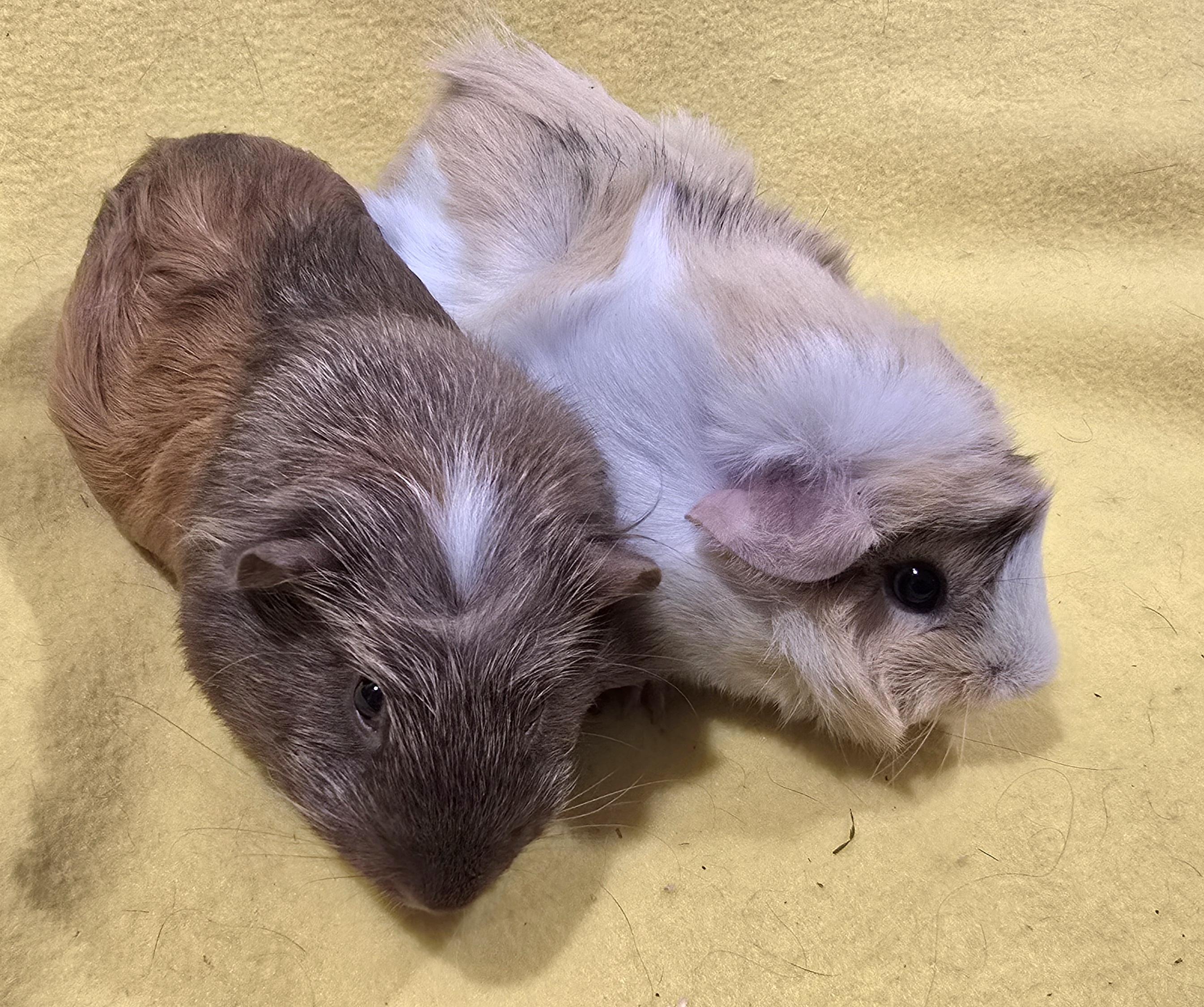 Enlarge Alice and Margaret, a Adoptable Guinea Pig in New Kensington, PA image 5/5