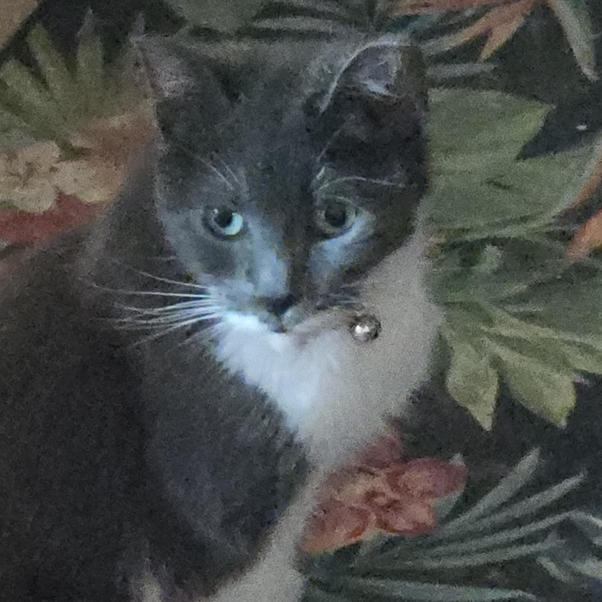 Lucille, an adoptable Domestic Short Hair in Ludington, MI, 49431 | Photo Image 5