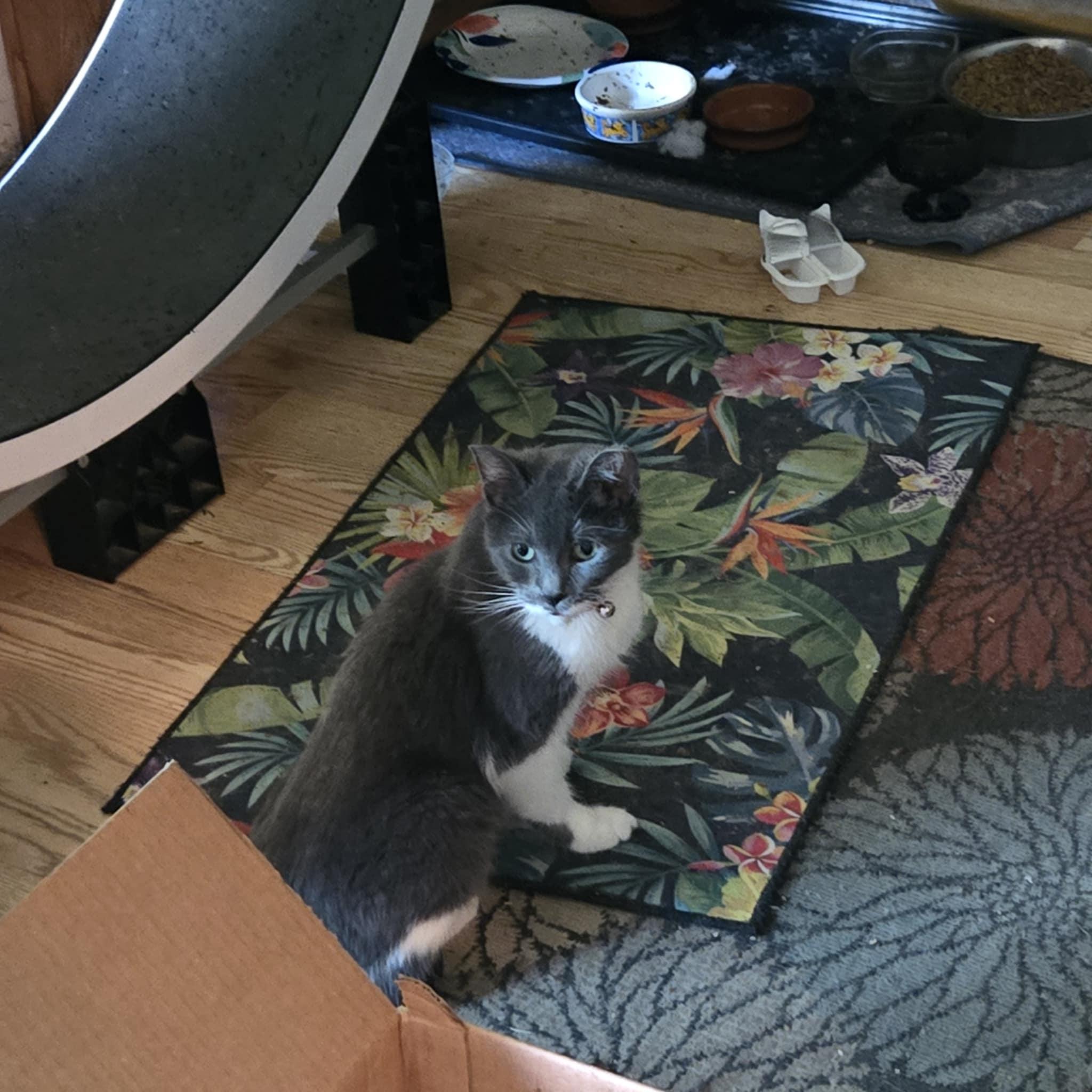 Lucille, an adoptable Domestic Short Hair in Ludington, MI, 49431 | Photo Image 6