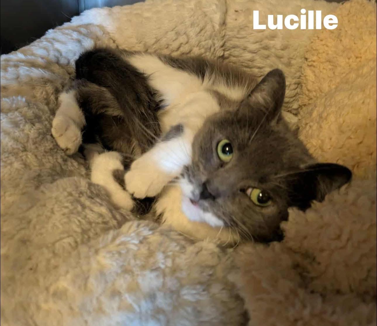 Lucille, an adoptable Domestic Short Hair in Ludington, MI, 49431 | Photo Image 1