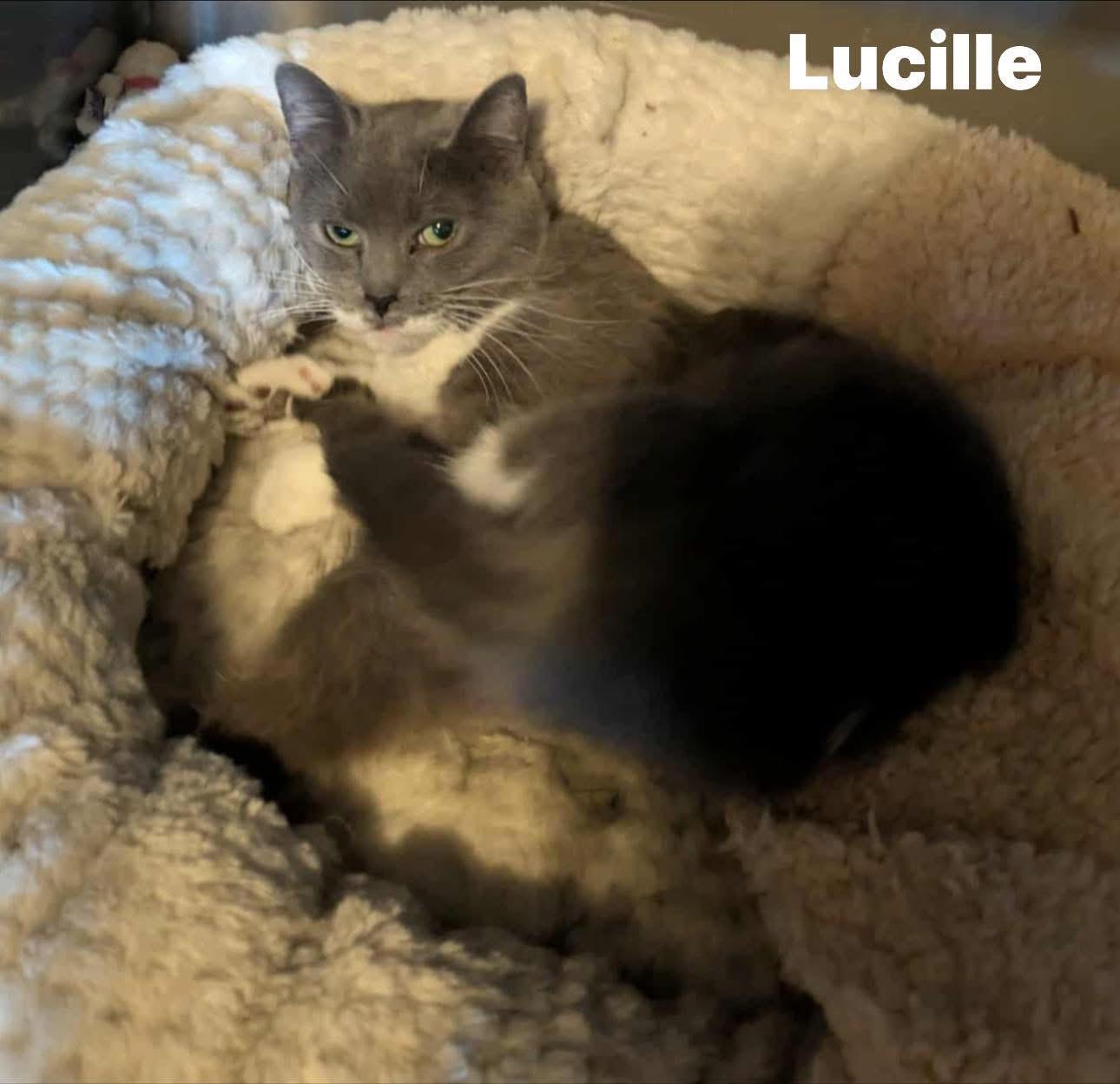 Lucille, an adoptable Domestic Short Hair in Ludington, MI, 49431 | Photo Image 2