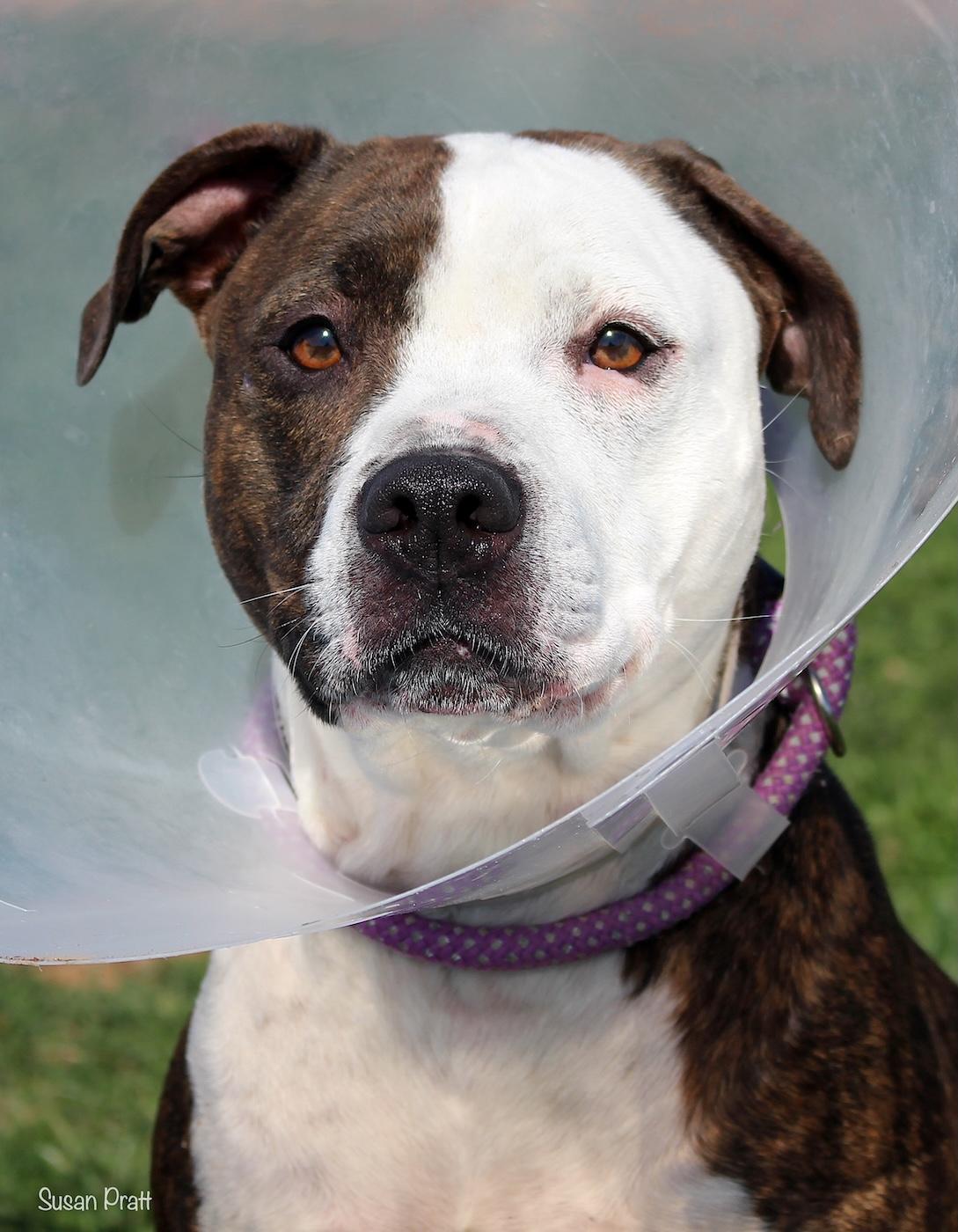 Enlarge Vixen, a ADOPTABLE mixed breed in Bedford, VA image 1/4