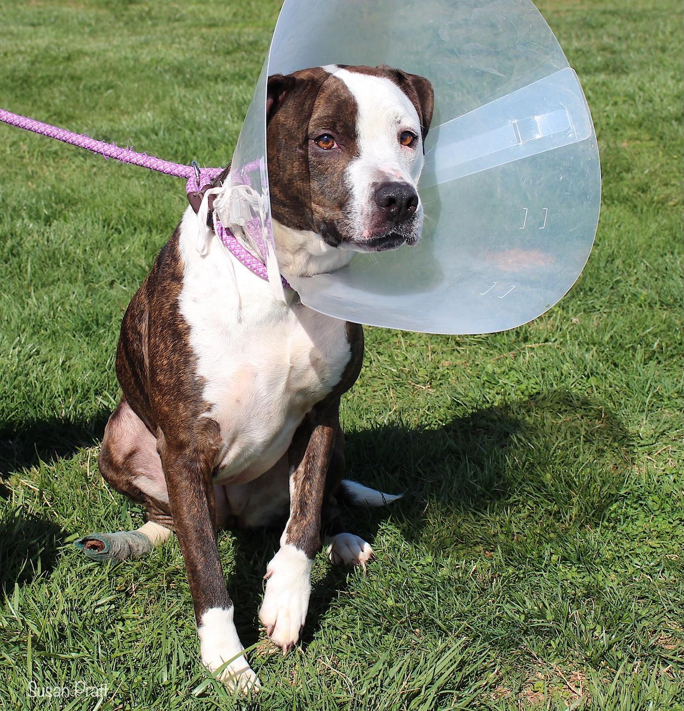 Enlarge Vixen, a ADOPTABLE mixed breed in Bedford, VA image 4/4
