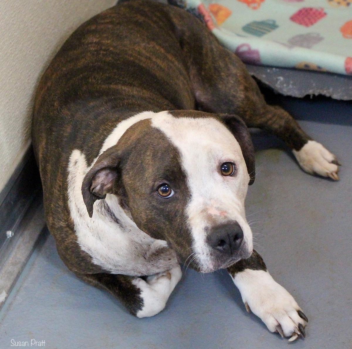 Enlarge Vixen, a ADOPTABLE mixed breed in Bedford, VA image 1/1