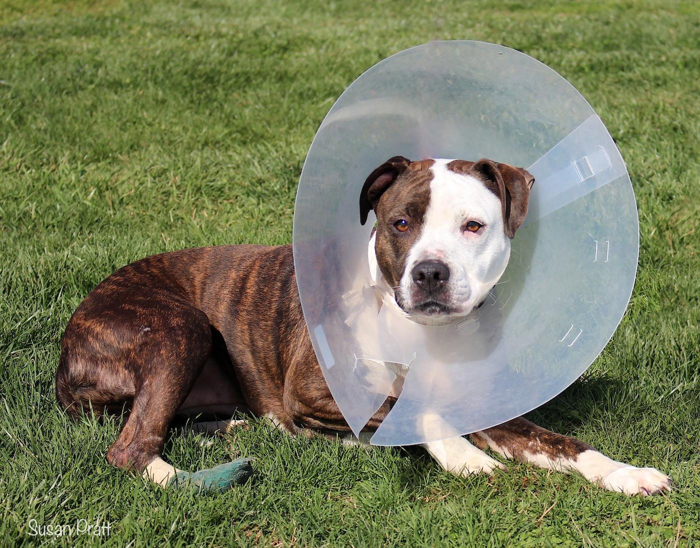 Enlarge Vixen, a ADOPTABLE mixed breed in Bedford, VA image 3/4