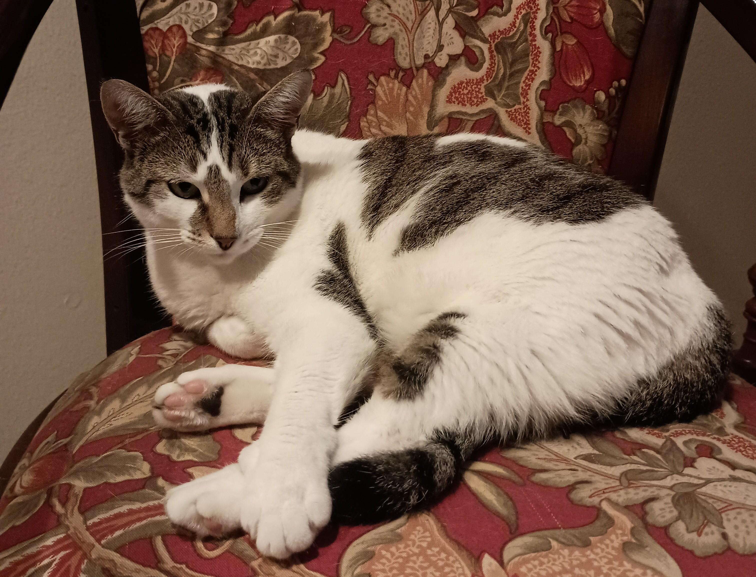 Enlarge Peridot, a Adoptable Domestic Short Hair in Pleasant Valley, NY image 1/1