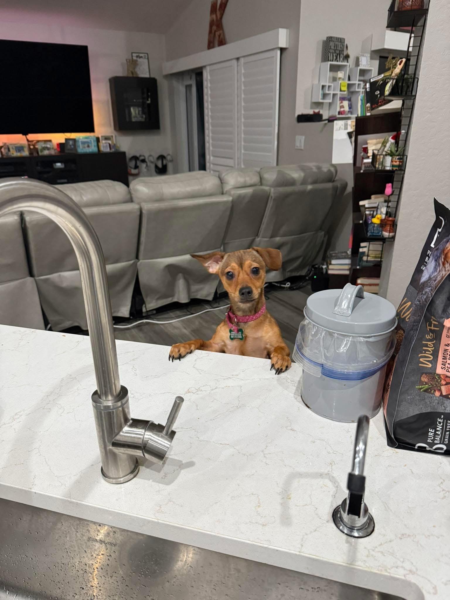 Enlarge Noel , a ADOPTABLE mixed breed in Boynton Beach, FL image 6/6