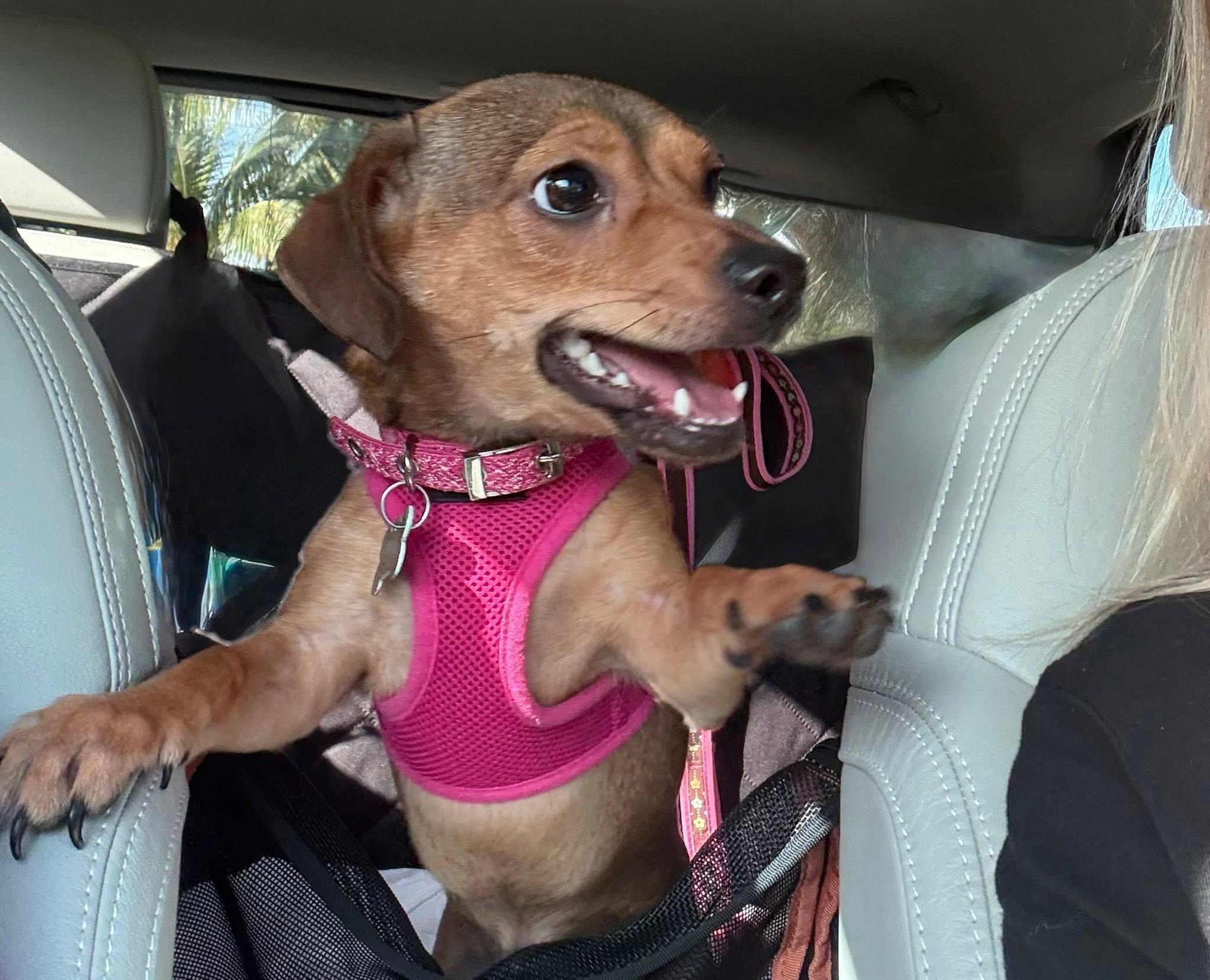 Noel , ADOPTABLE, Puppy Female Chiweenie & Dachshund.